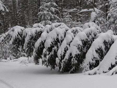 Pierwszy śnieg i pierwsze wywroty - zima 2013/2014 (fot. B. Świat)