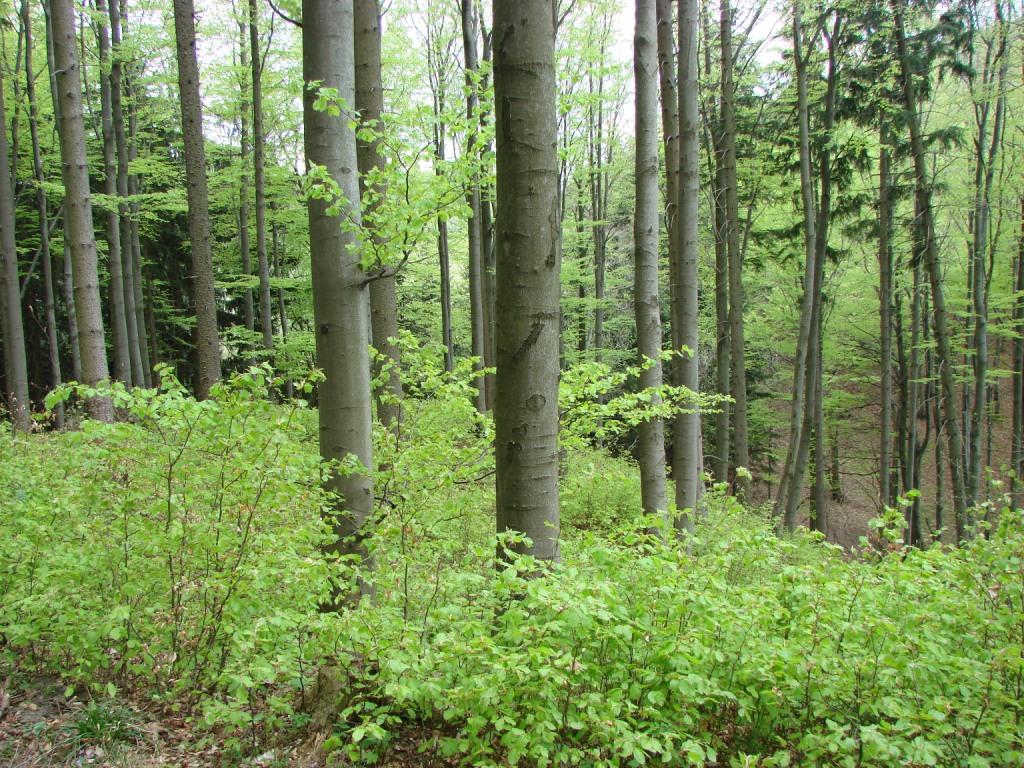 Odpowiednie przerzedzenie dorosłych drzew inicjuje odnowienie naturalne lasu (fot. R. Lampasiak)