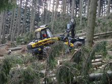 Usuwanie zniszczonych drzew zakończone