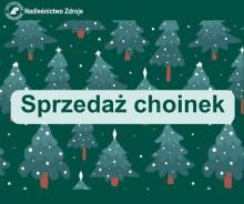 Sprzedaż choinek w 2024 roku